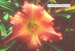Kathy's Charisma